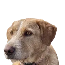 Kenzo, un perro de pelo claro y duro, con la cabeza ladeada
