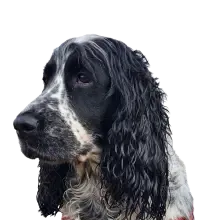 Thunder, un cocker spaniel blanco y negro, de perfil